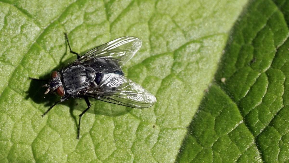 Ekstrem flueplage i Grimstad