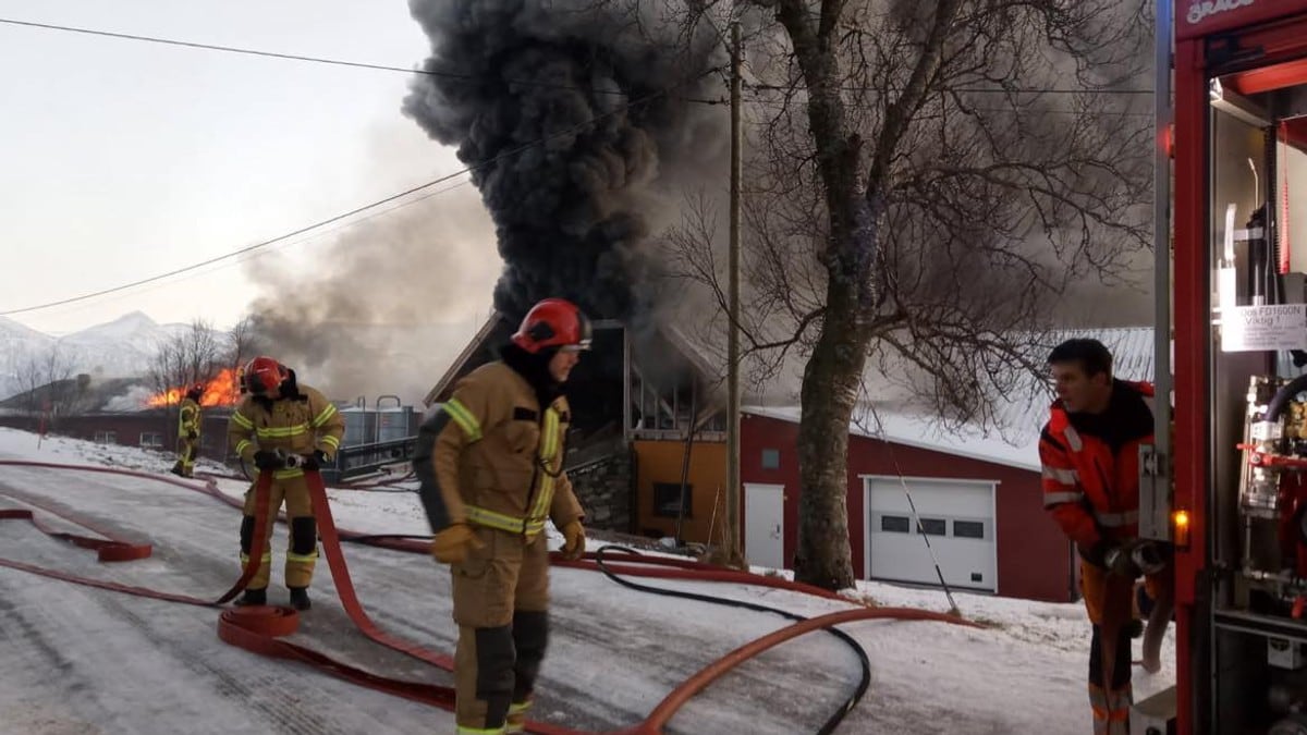 Full overtenning i fjøs: Flere titalls griser er nødslaktet